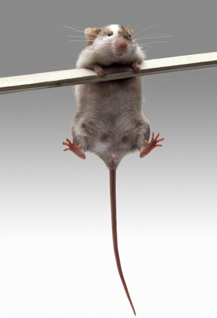 Ноги мыши. Мышь на задних лапах. Мышка висит. Смешная мышь.